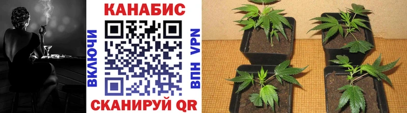 kraken ссылки  Апатиты  Бошки марихуана тримм 
